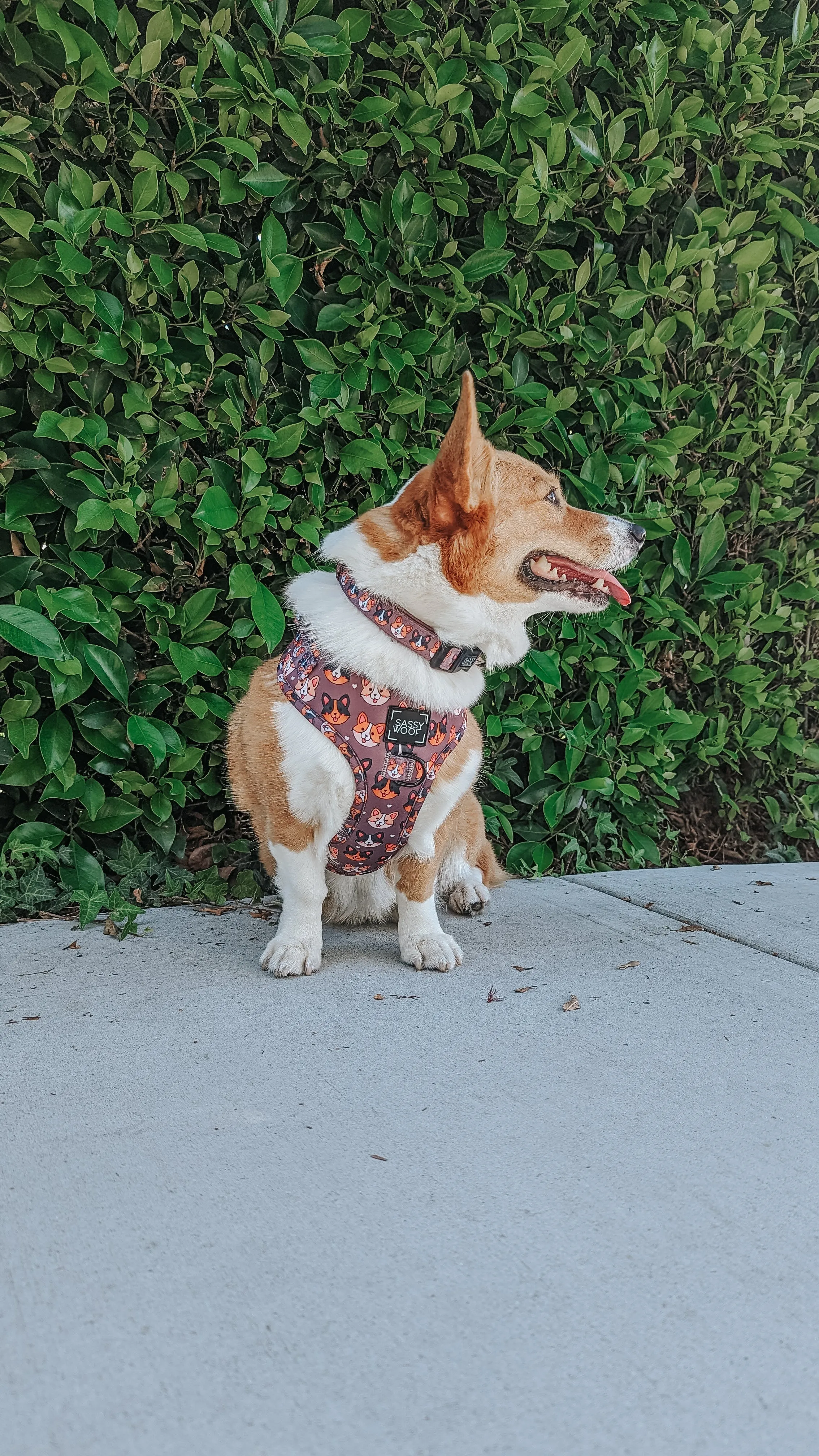 Dog Collar - Cuddly Corgis