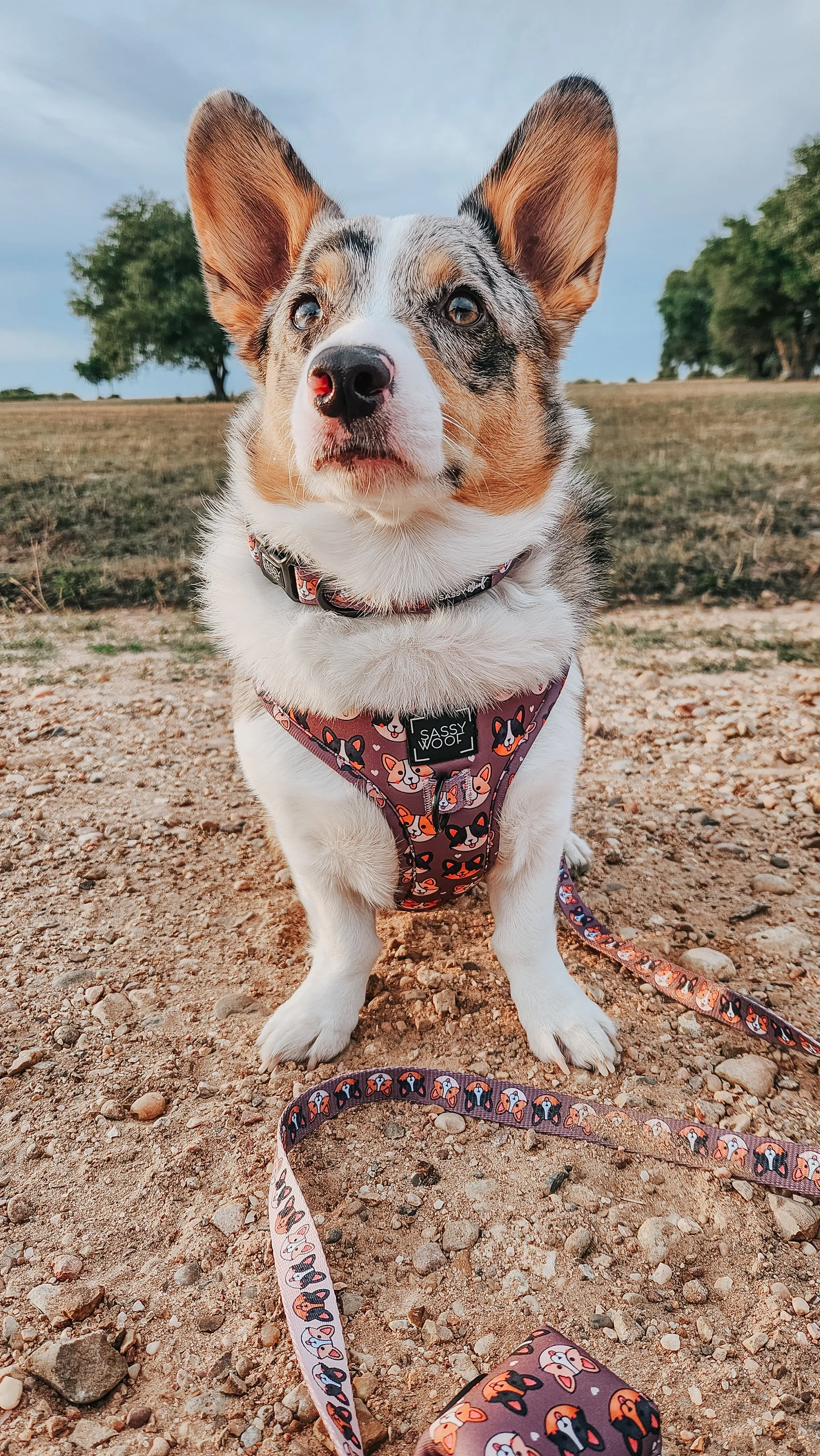 Dog Collar - Cuddly Corgis